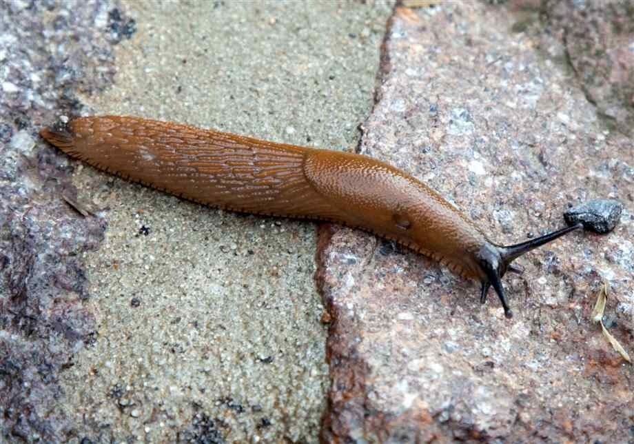 slug.jpg