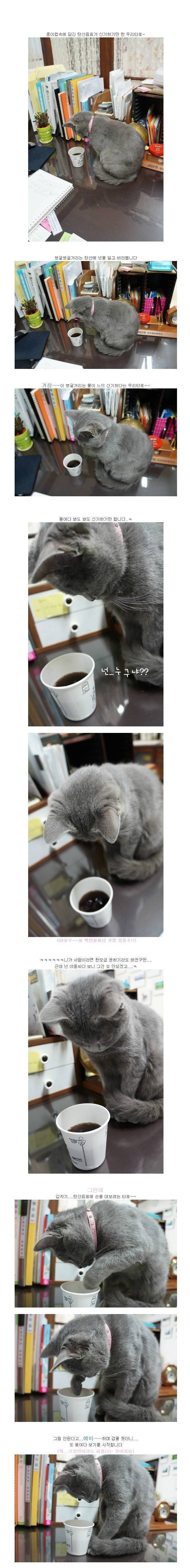 고양이.jpg