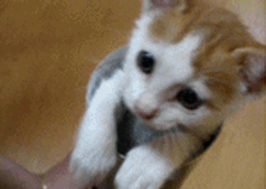 고양이3.gif