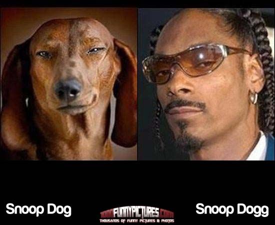 b19c969323b1b11660bea035dacbe6ba--snoop-dogg-look-alike.jpg