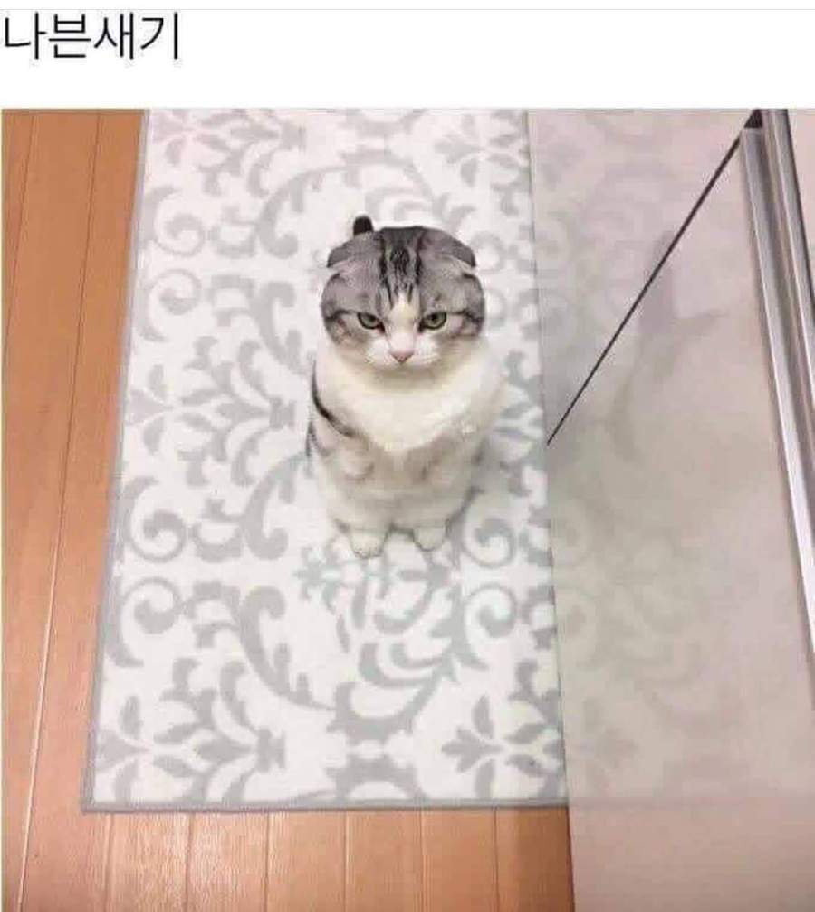 고양이