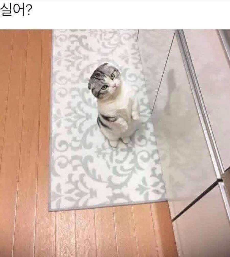 고양이