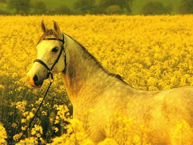 Yellow_horse_Wallpaper__yvt2.jpg