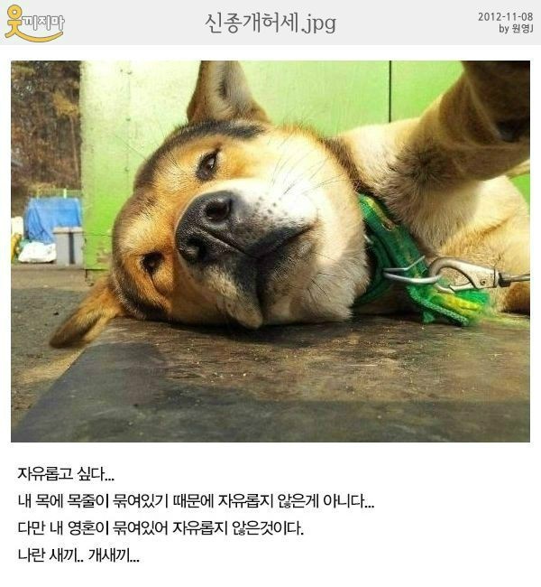 신종_개_허세.jpg