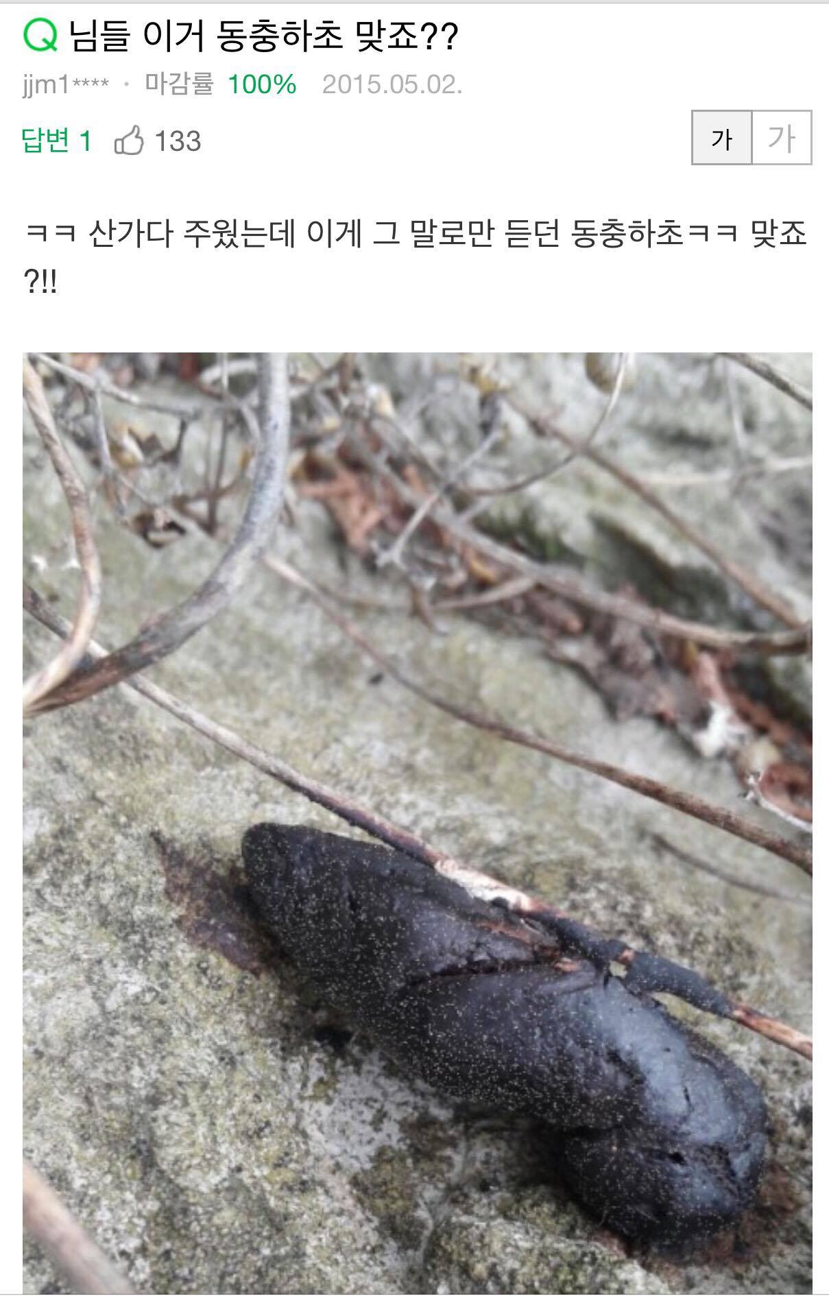 똥충하초.jpg