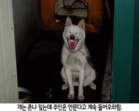 개 키우는 사람들 특징 (하는 말).jpg