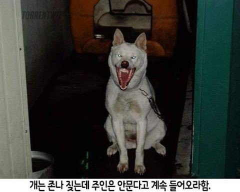 개 키우는 사람들 특징.jpg