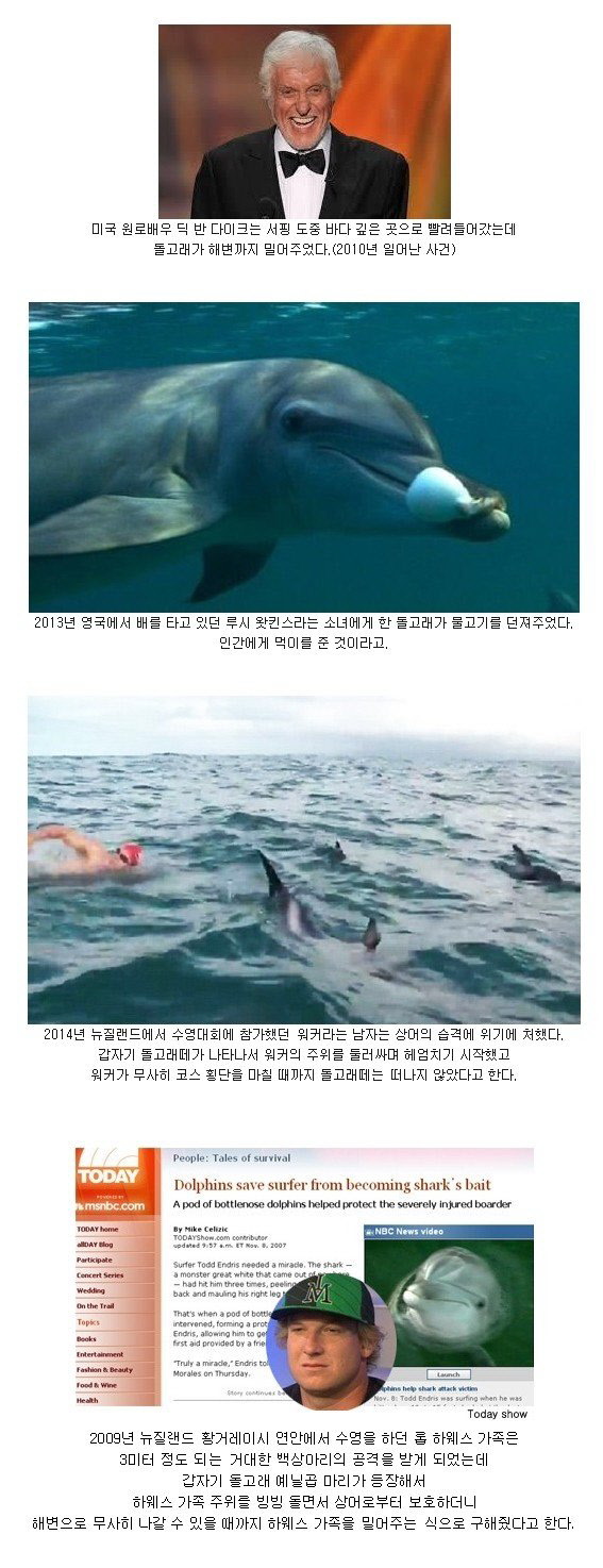 돌고래의 선행.jpg