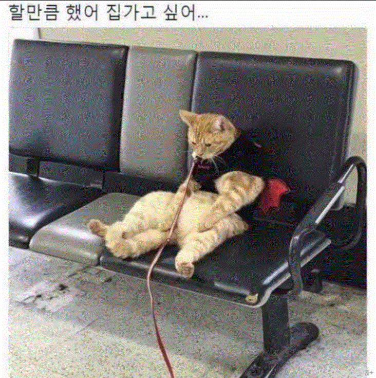 할만큼했다.GIF